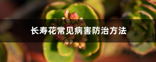 长寿花常见病害防治方法