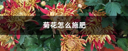 菊花怎么施肥