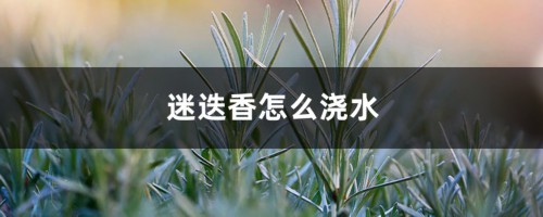 迷迭香怎么浇水