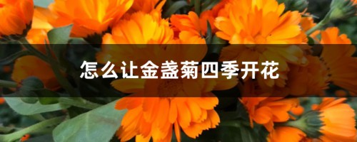 怎么让金盏菊四季开花